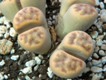 Lithops_schwantesi